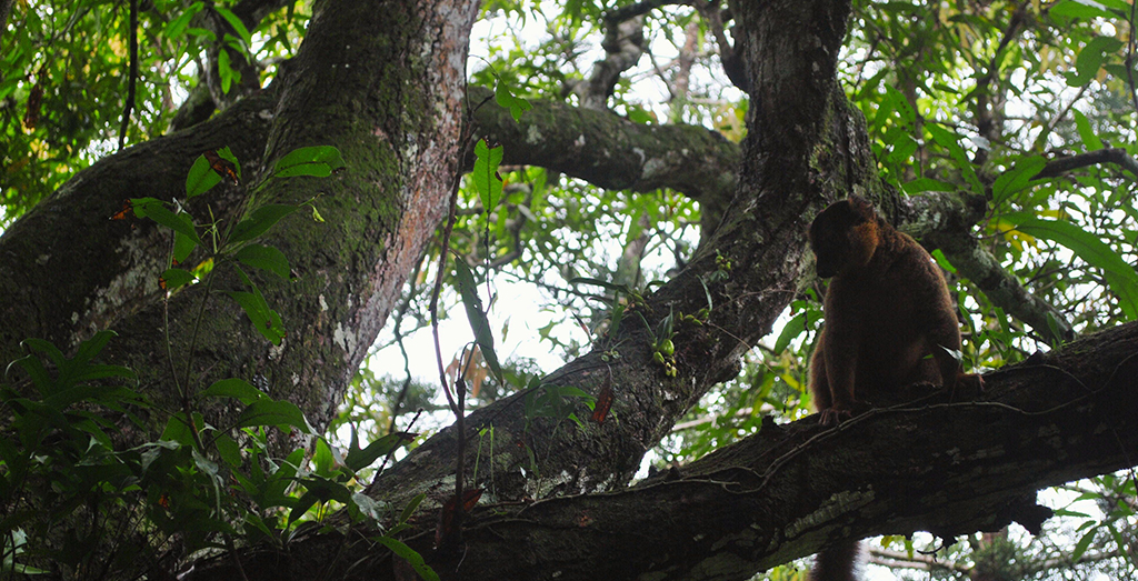 Activités de conservation dans le parc d'Andohahela Fort-Dauphin - Gardes forestiers protégeant la biodiversité Madagascar