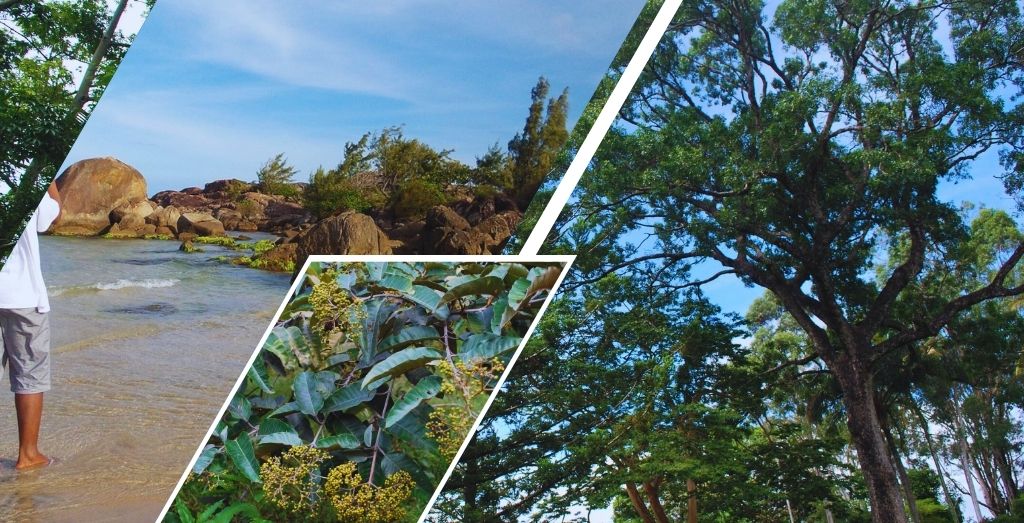 Activités écotouristiques responsables à Fort-Dauphin Madagascar - Touristes observant la biodiversité avec des guides certifiés