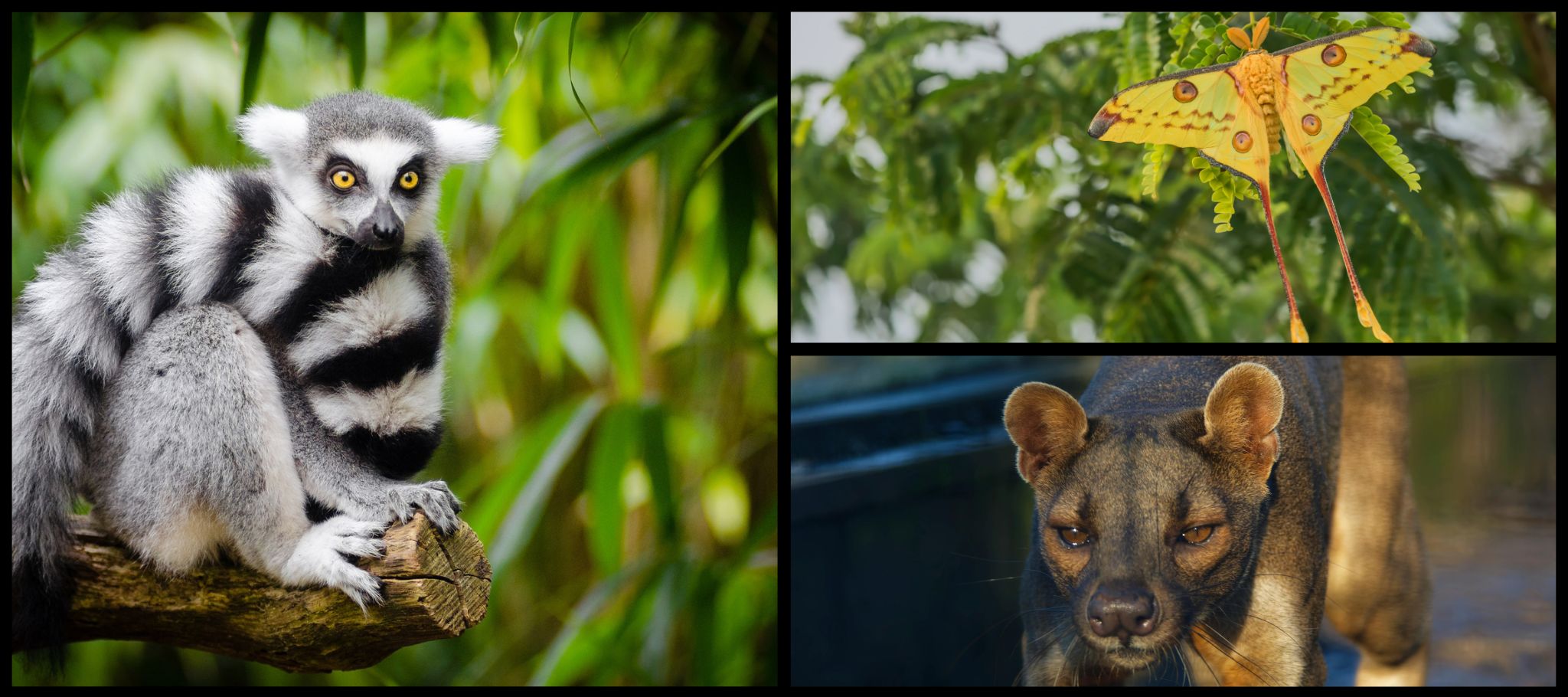 Faune protégée de Fort-Dauphin Madagascar montrant des lémuriens dans leur habitat naturel - Observation lémuriens Fort-Dauphin