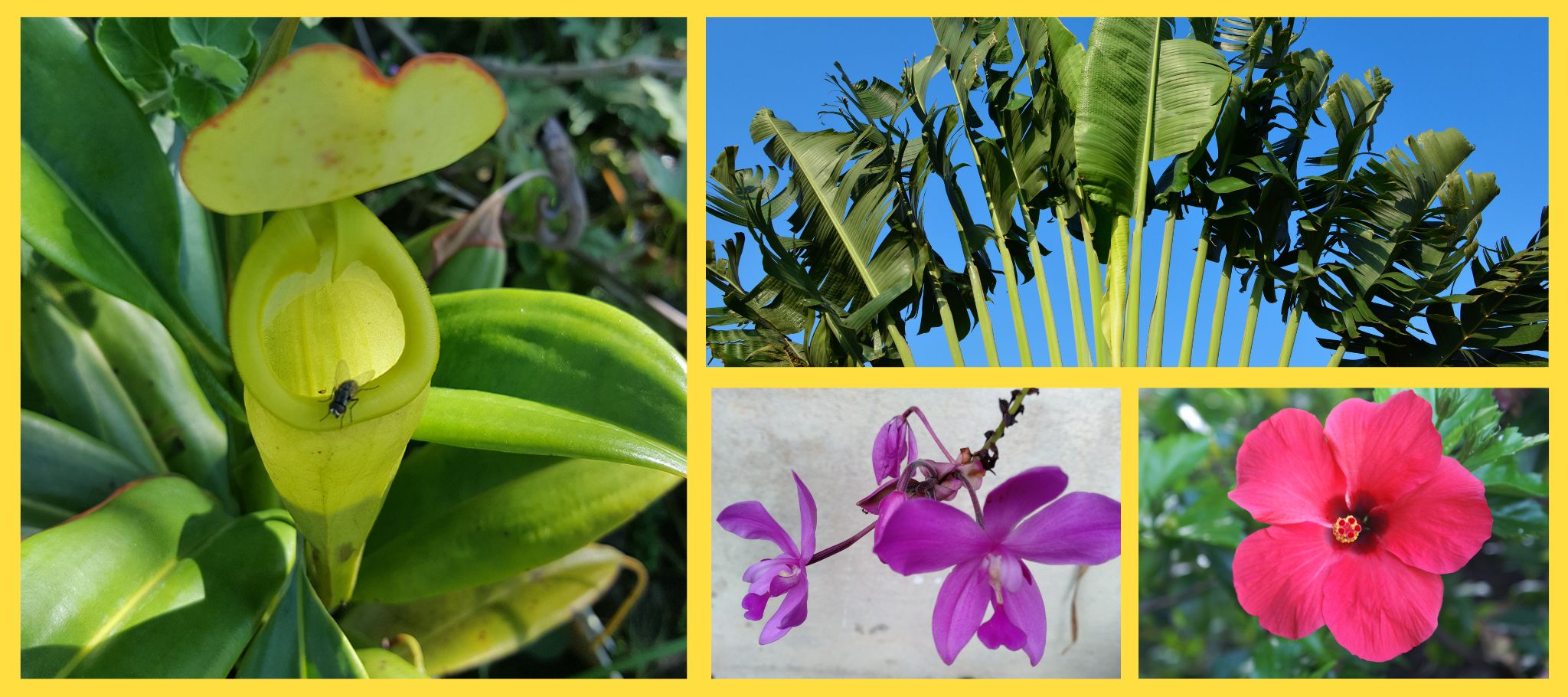 Forêt tropicale humide de Fort-Dauphin Madagascar avec végétation luxuriante et palmiers endémiques - Flore endémique Madagascar