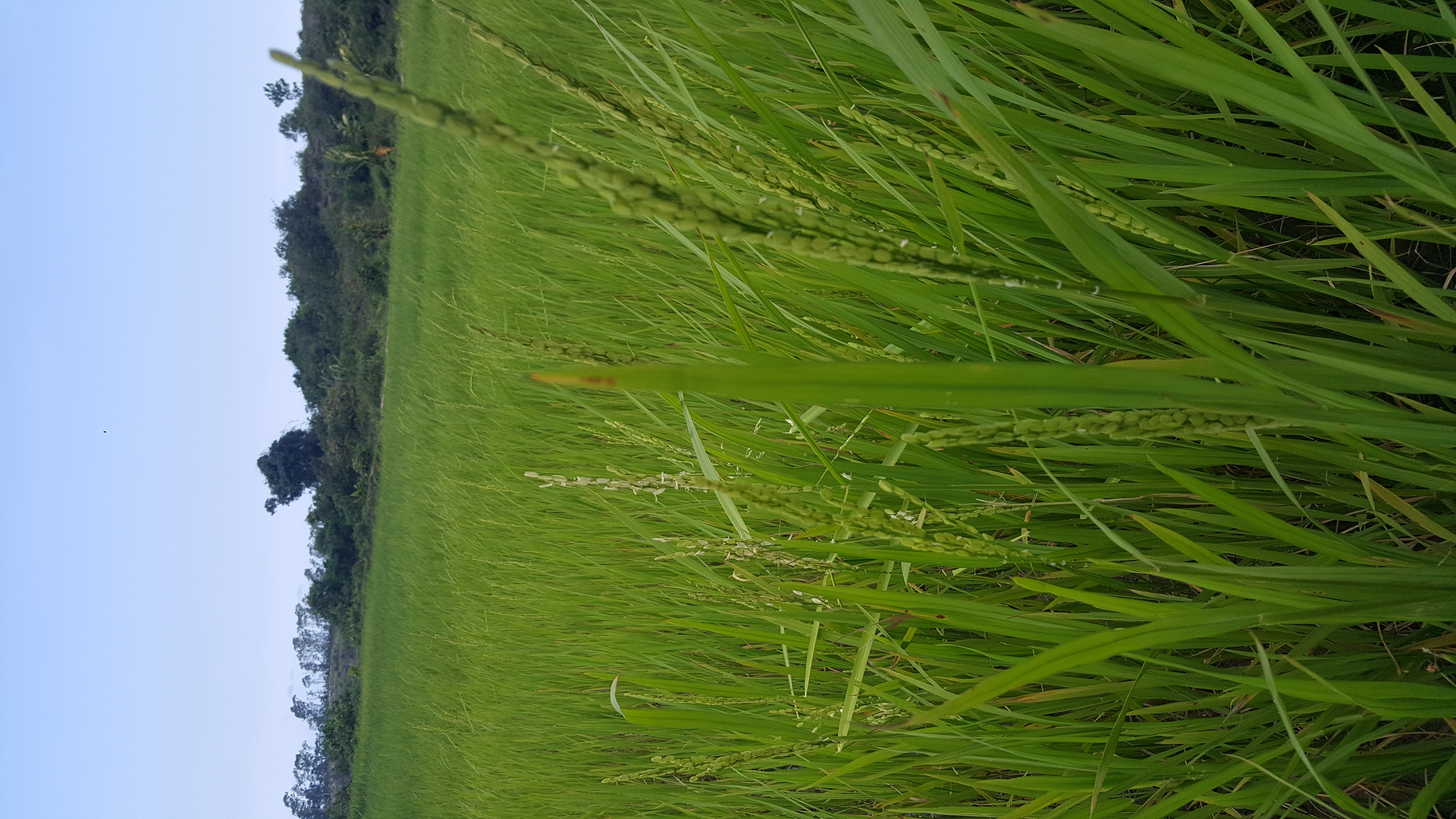 Pratiques agroécologiques dans la région Anosy - Agriculture durable et gestion des ressources