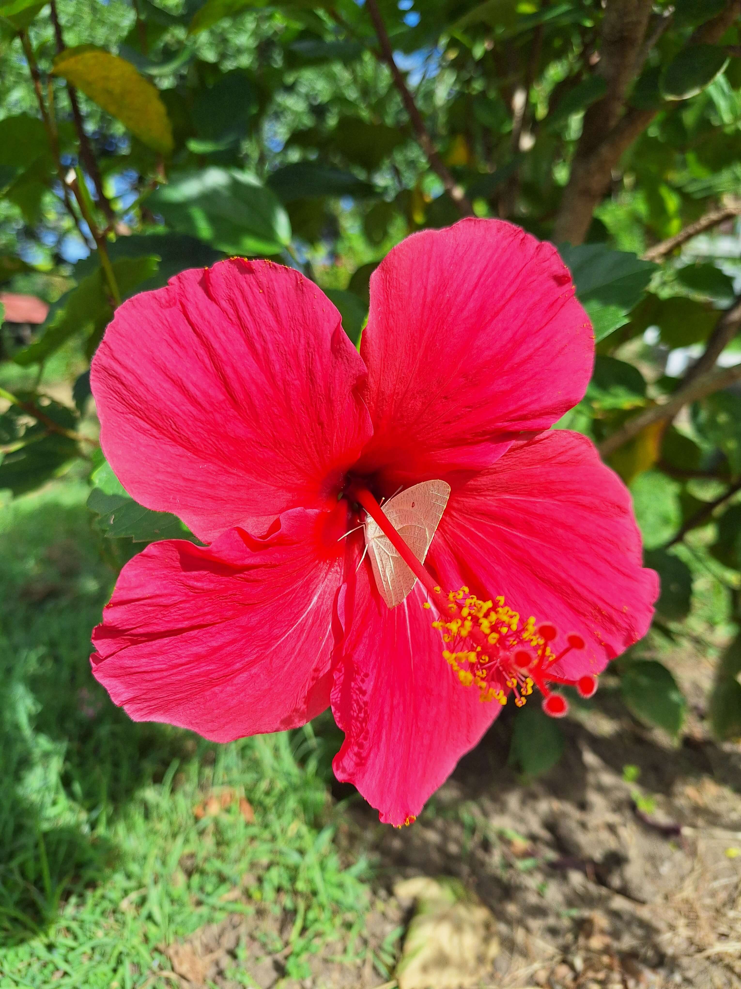hibiscus.jpg
