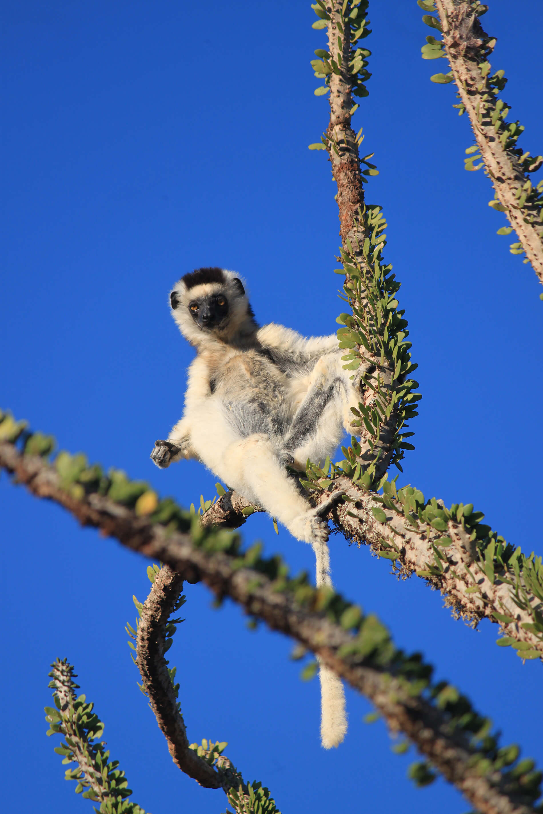 lemur.jpg